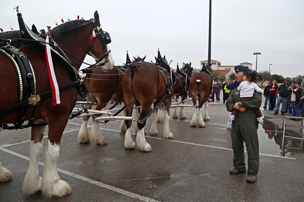 Budweiser Clydesdales