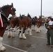 Budweiser Clydesdales