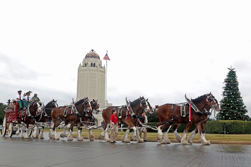 Budweiser Clydesdales