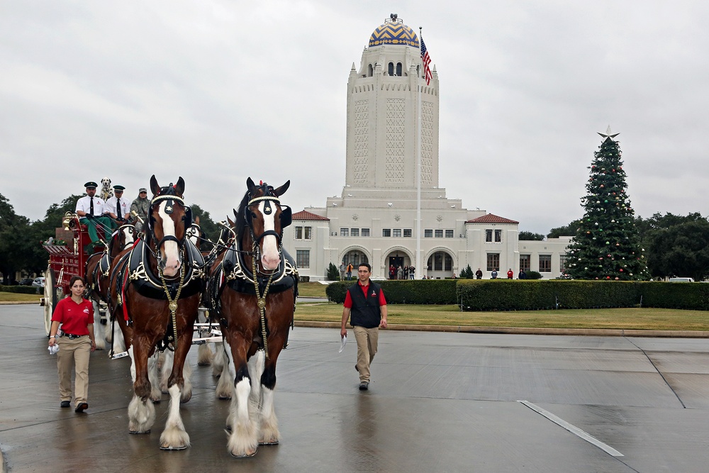 Budweiser Clydesdales