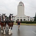 Budweiser Clydesdales