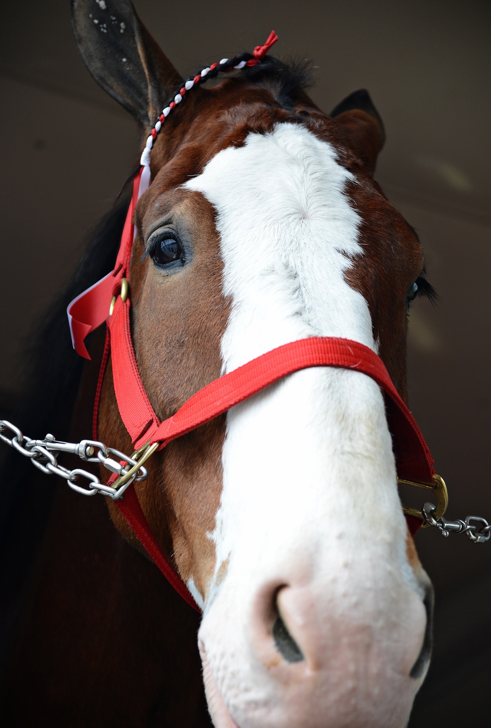 Budweiser Clydesdales