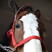 Budweiser Clydesdales