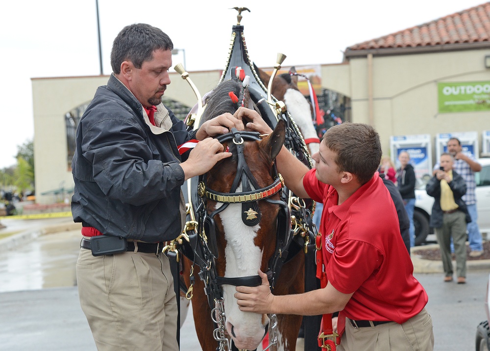 Budweiser Clydesdales