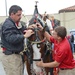 Budweiser Clydesdales