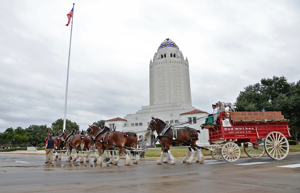 Budweiser Clydesdales