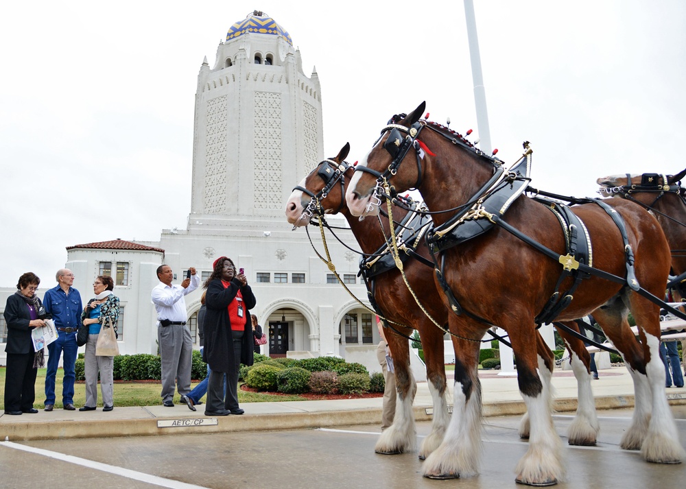 Budweiser Clydesdales