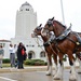 Budweiser Clydesdales