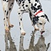 Budweiser Clydesdales