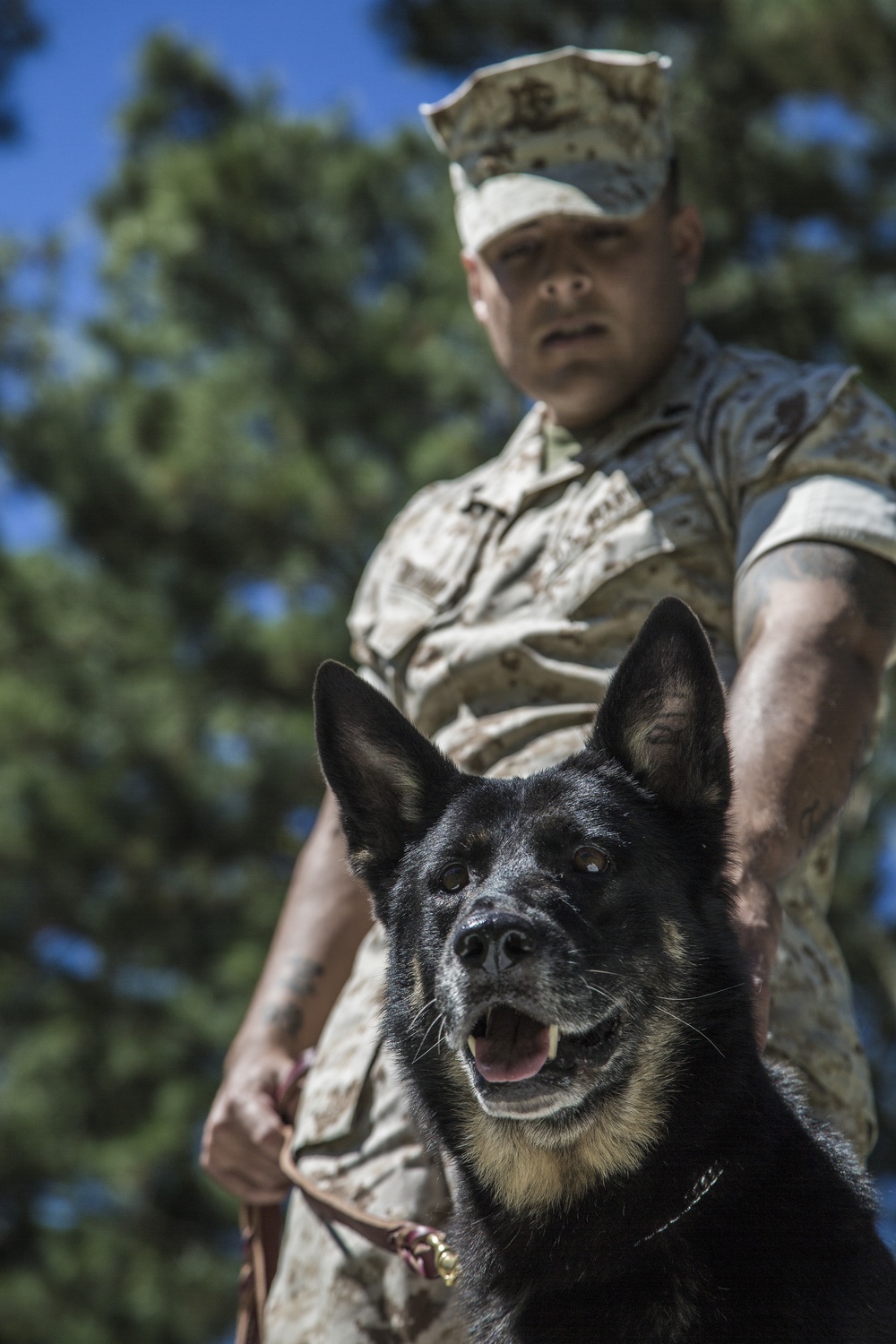Military working dog team supports Pope's visit