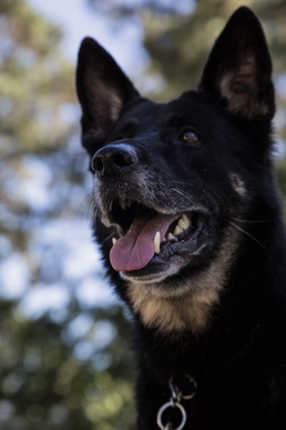 Military working dog team supports Pope's visit