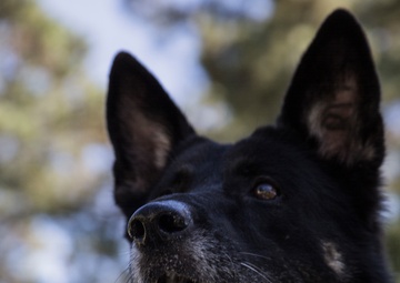 Military working dog team supports Pope's visit