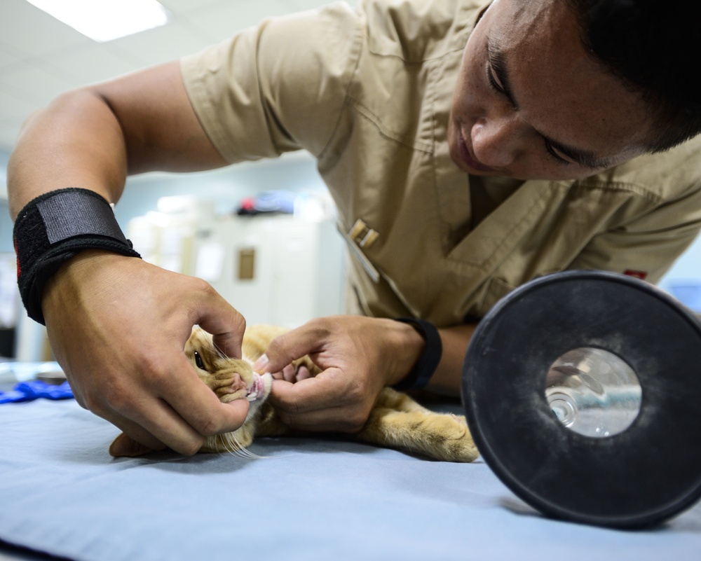 Veterinary detachment cares for feral animals