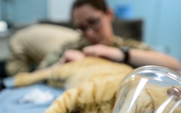 Veterinary detachment cares for feral animals