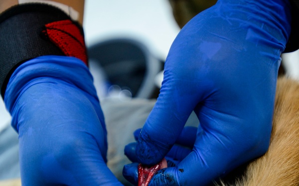 Veterinary detachment cares for feral animals