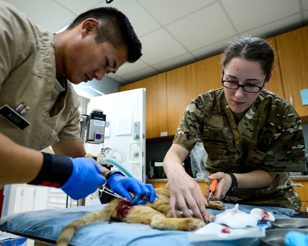 Veterinary detachment cares for feral animals