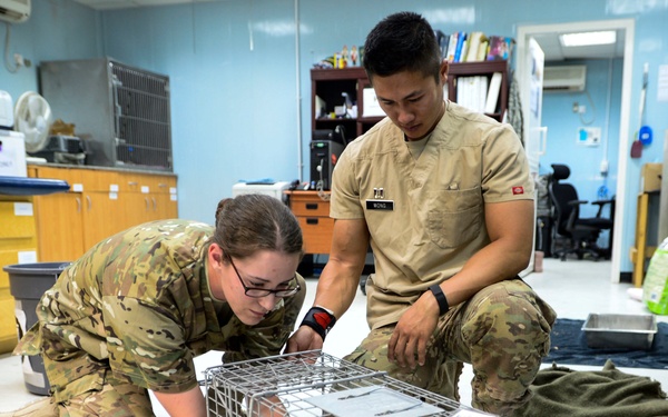 Veterinary detachment cares for feral animals