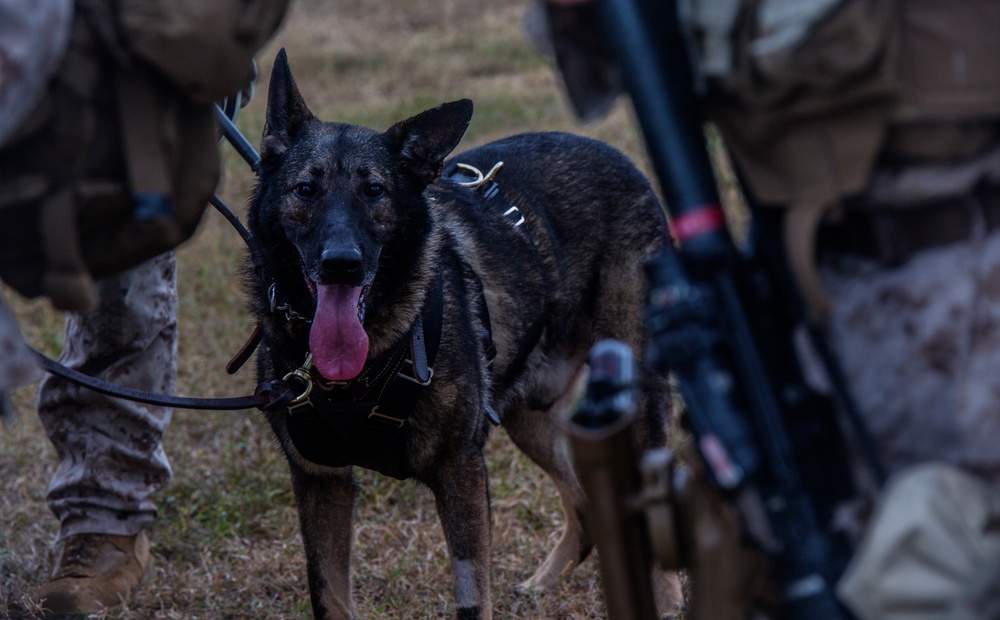 3rd Law Enforcement Battalion fast ropes with their K-9’s