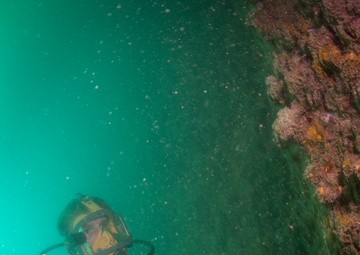 Navy divers inspect a pier in Bahrain