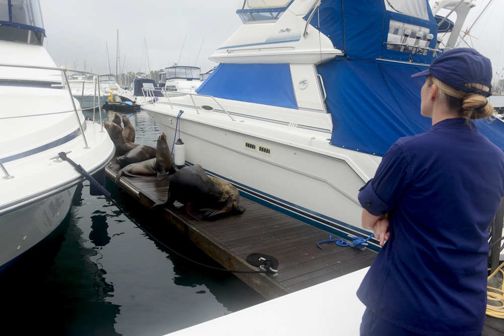 Coast Guard encounters injured sea lion during environmental surge operations