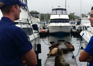 Coast Guard encounters injured sea lion during environmental surge operations