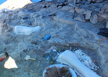 Baby Pentaceratops bones