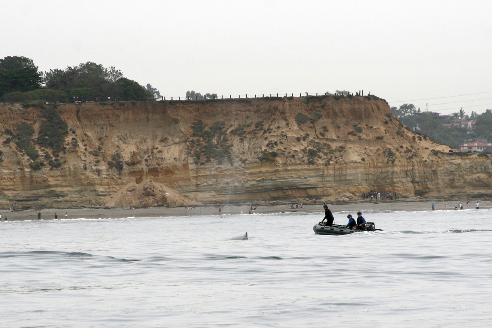 Coast Guard assists humpback whale disentanglement off the San Diego coast