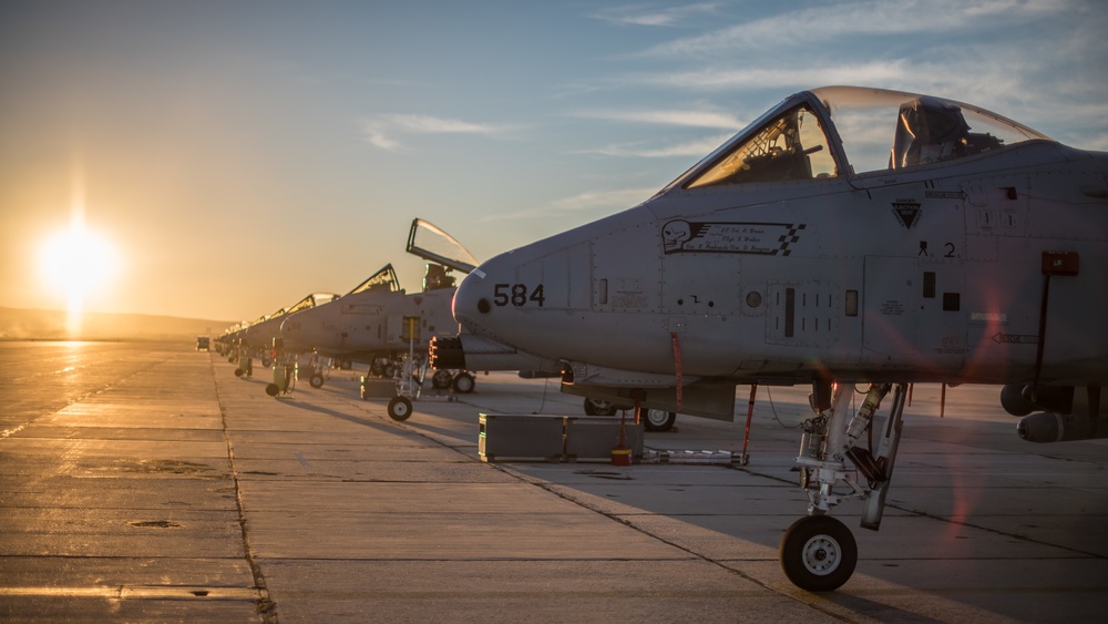 Warthog at dawn