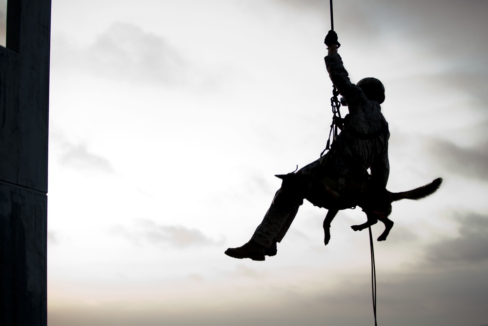 150922 MSOB Multi Purpose Canine Rappelling