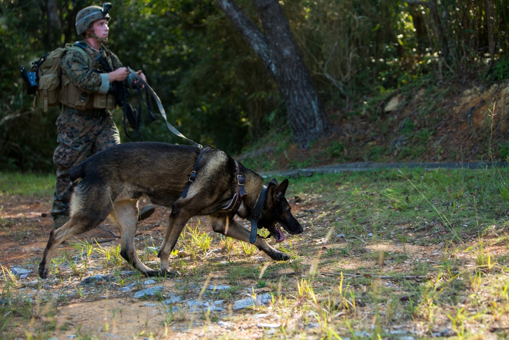 It’s a TRAP! Marine dog tracks personnel for Blue Chromite