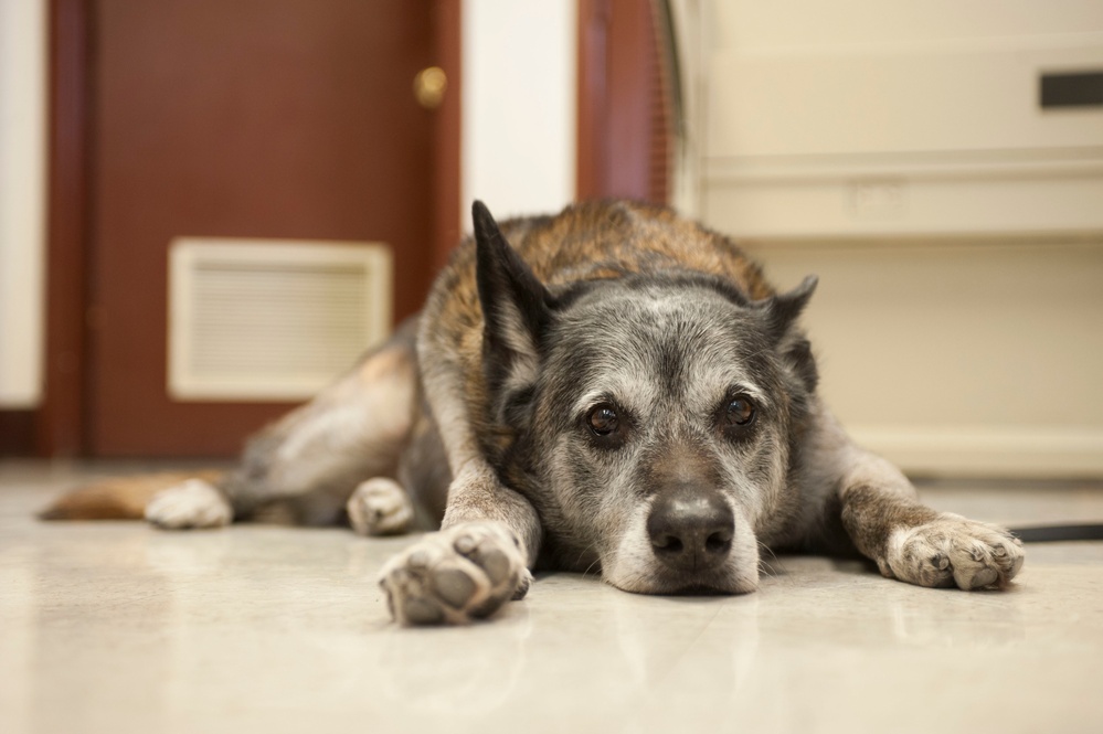 Operation teeth cleaning: Vet clinic keeps MWDs mission ready