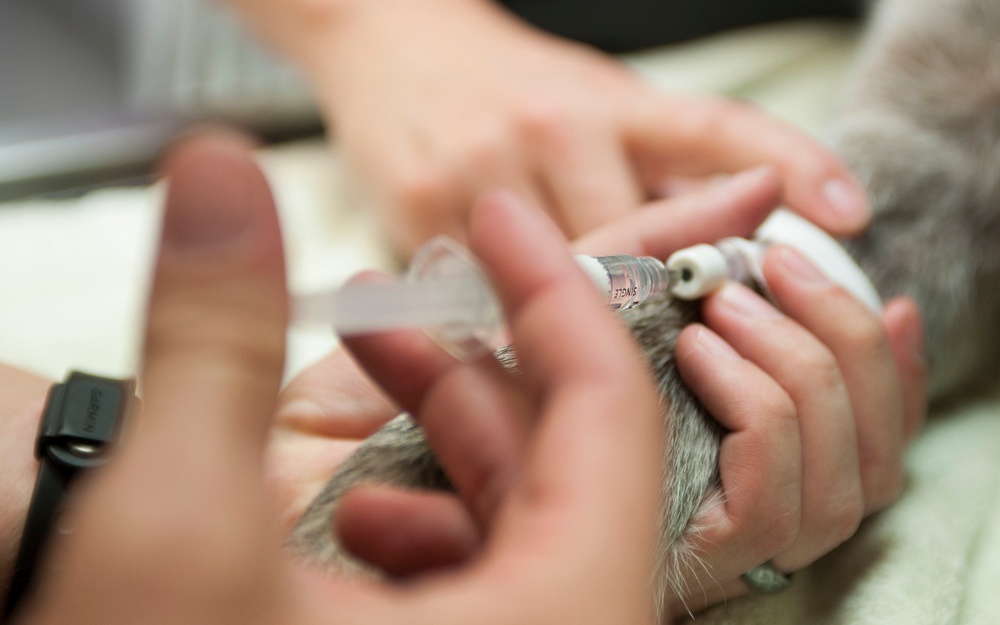 Operation teeth cleaning: Vet clinic keeps MWDs mission ready