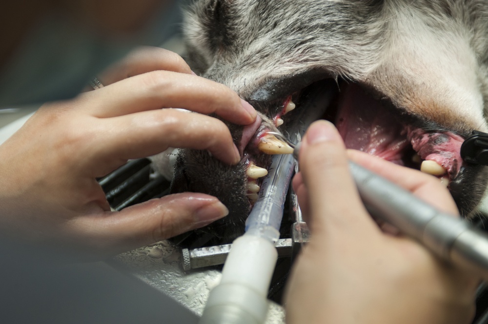 Operation teeth cleaning: Vet clinic keeps MWDs mission ready