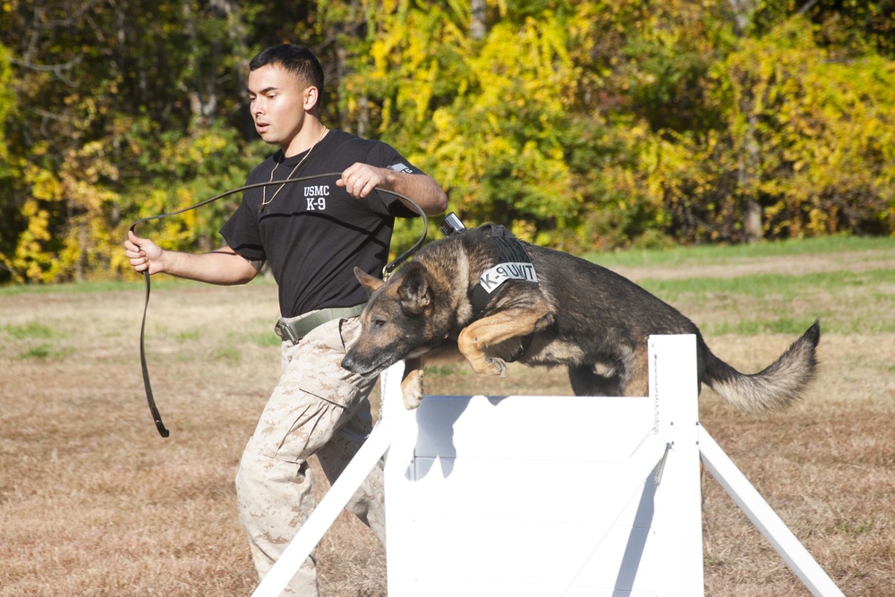 Iron Dog Competition challenges both ends of the leash