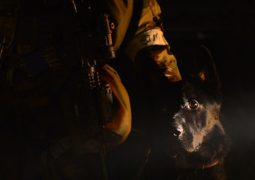 K-9 teams sniff out OPFOR during Vigilant Ace 16