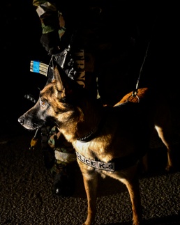 K-9 teams sniff out OPFOR during Vigilant Ace 16