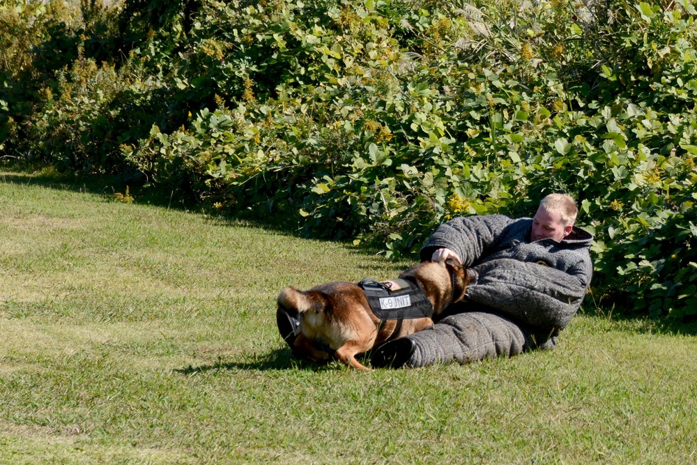 Military working dog training