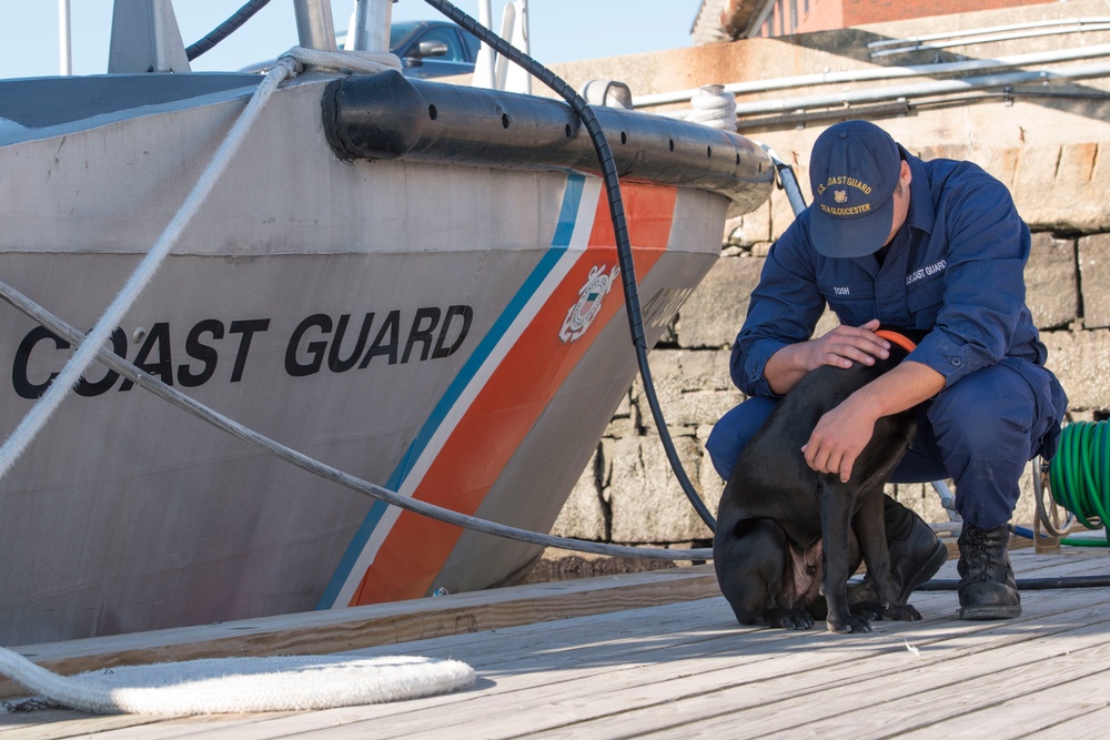 Puppy reports for duty at Coast Guard Station Gloucester