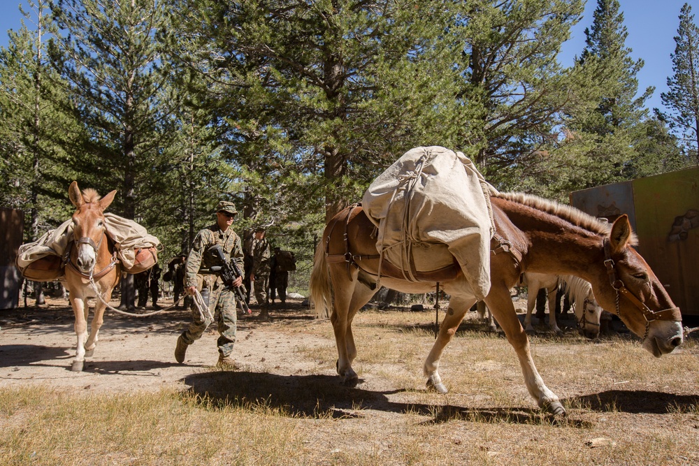 1/6 MTX 5-15 Mule Supply Train