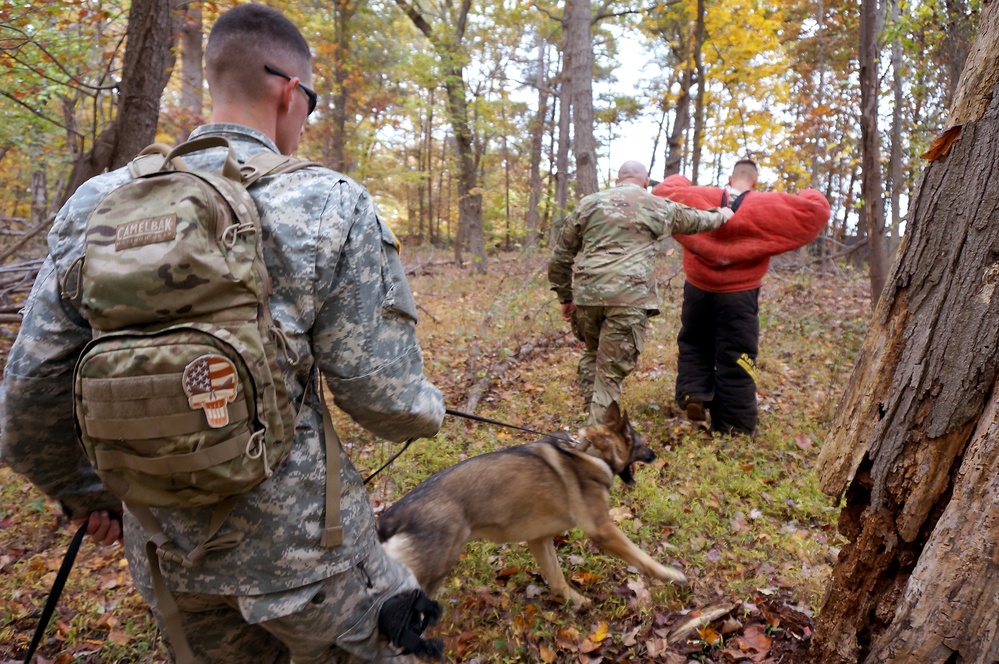 Man’s best friend, crime’s worst enemy