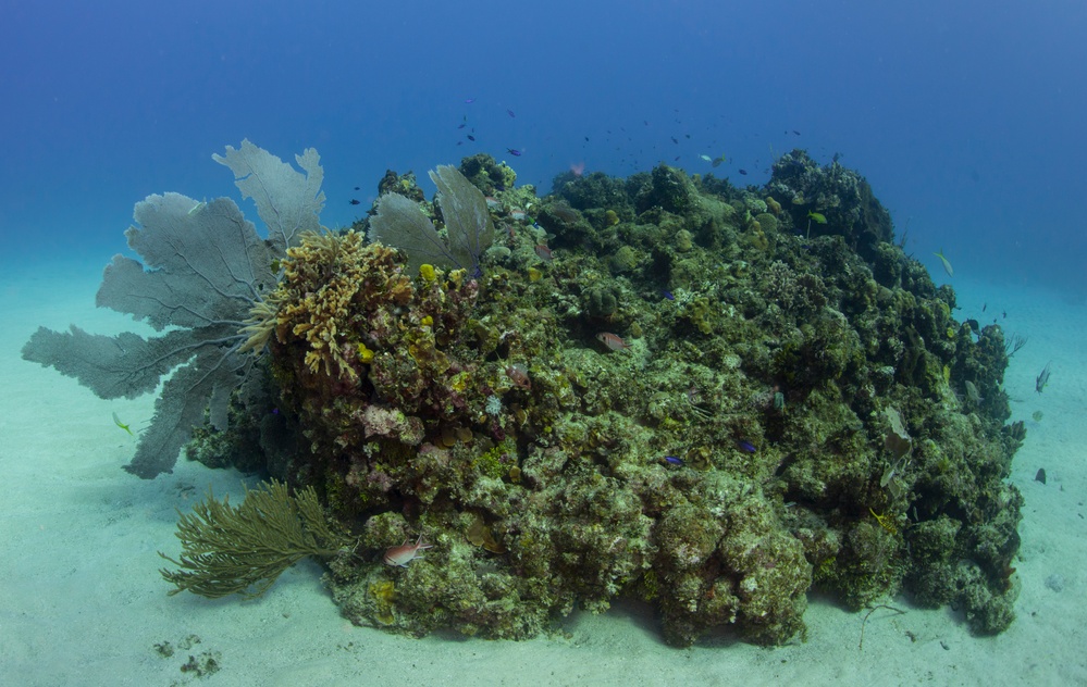 Reef survey dive