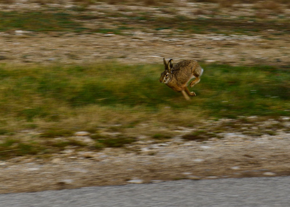 No bunny business: Roundup relocates rabbits to safety