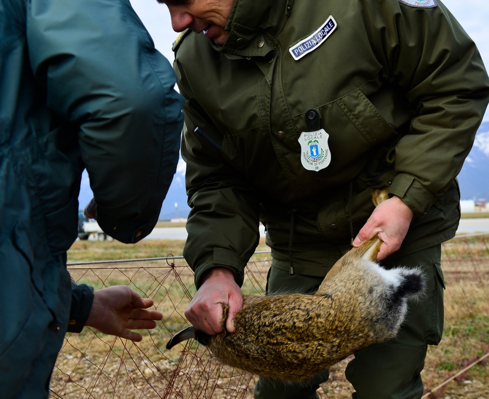 No bunny business: Roundup relocates rabbits to safety