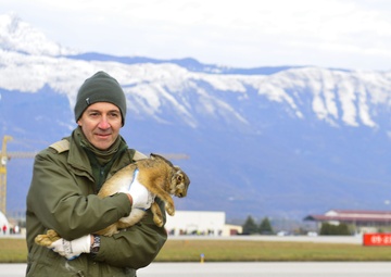 No bunny business: Roundup relocates rabbits to safety