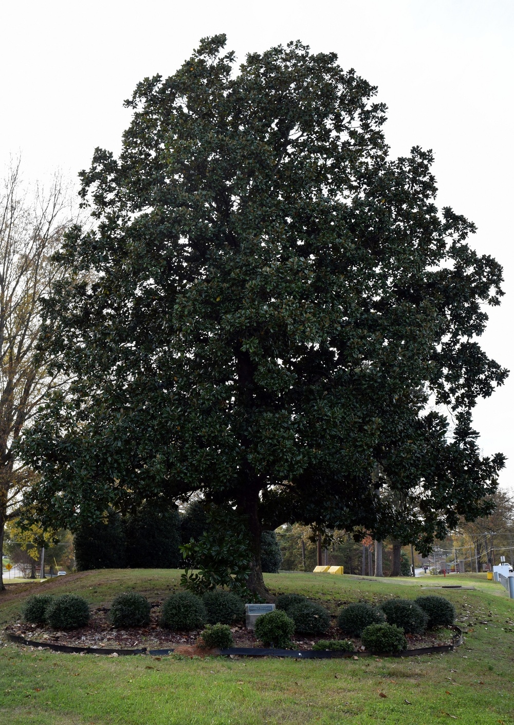 JFK memorial tree