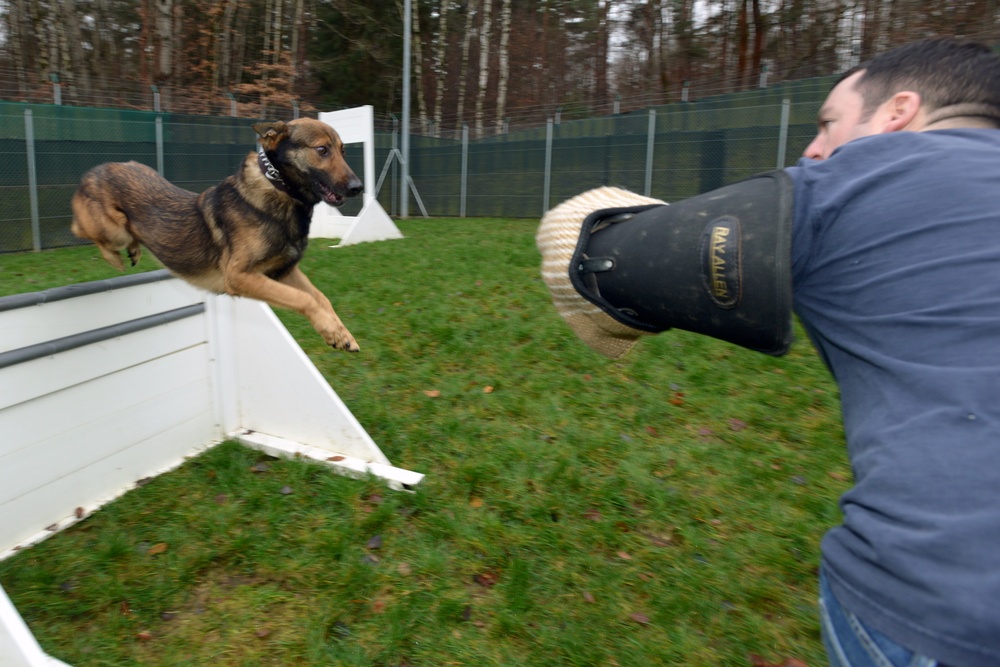 Military police dogs training in Germany