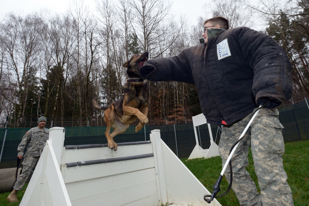 Military police dogs training in Germany