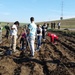 16th Sustainment Brigade Soldiers build the alliance by planting trees in Romania
