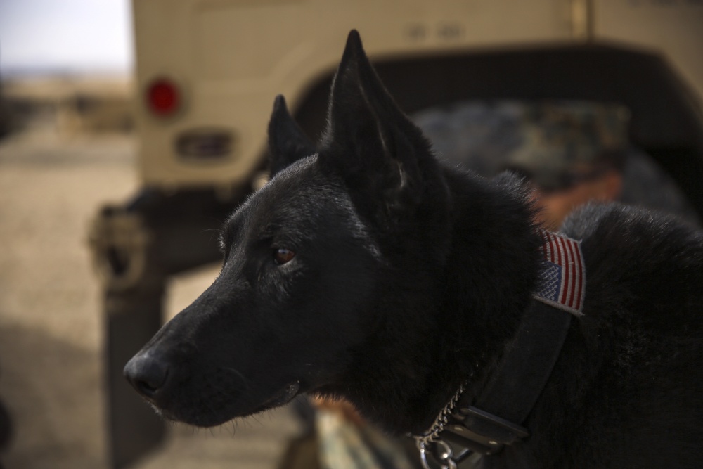 Paws on the ground: Steel Knight 2016