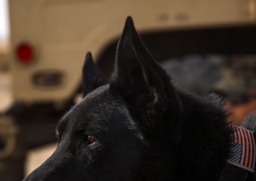 Paws on the ground: Steel Knight 2016